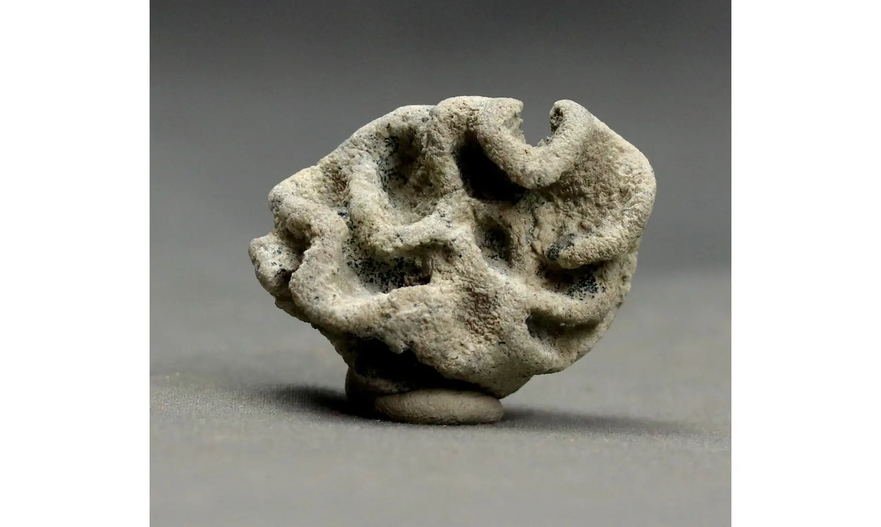 Plocoscyphia meandrina