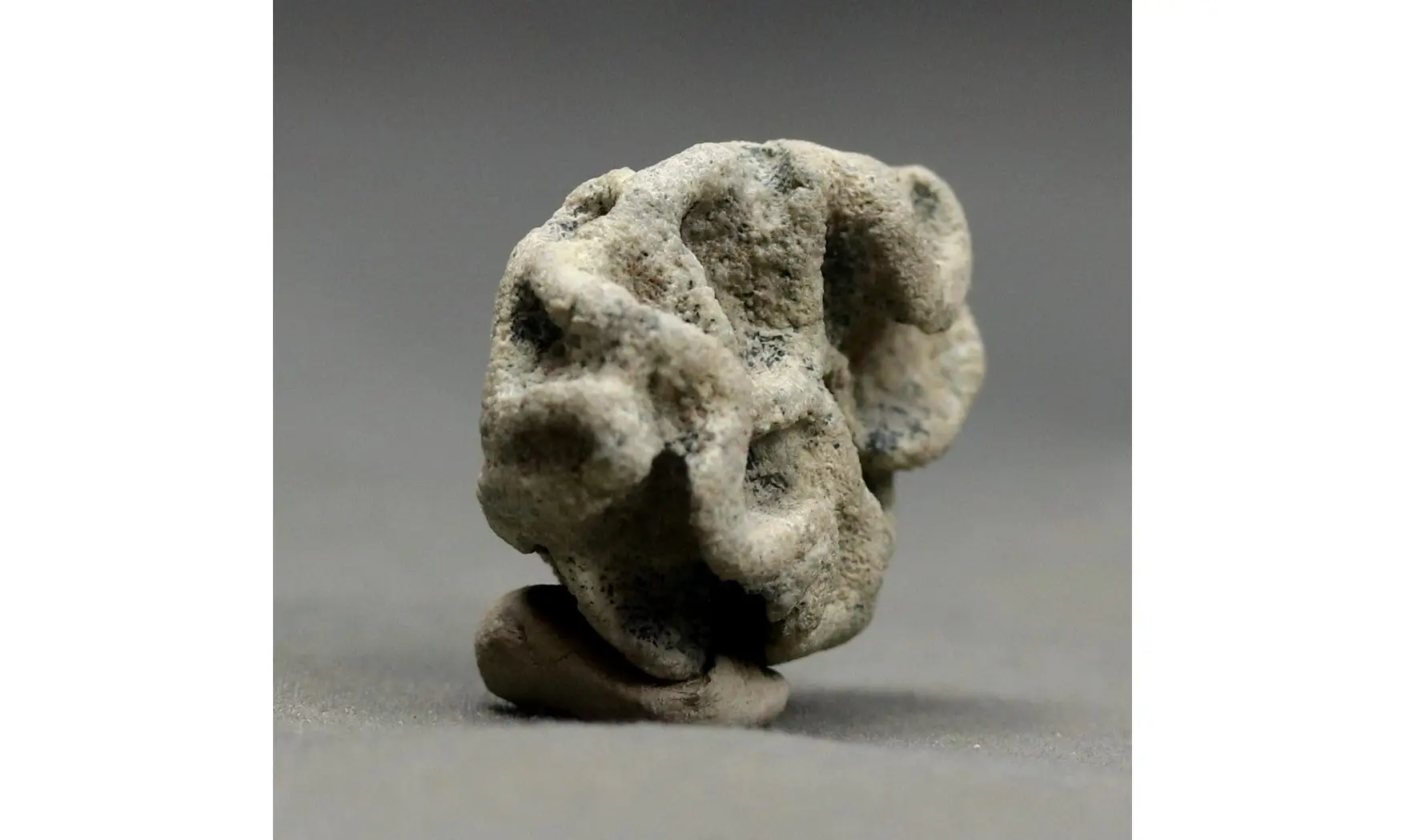 Plocoscyphia meandrina