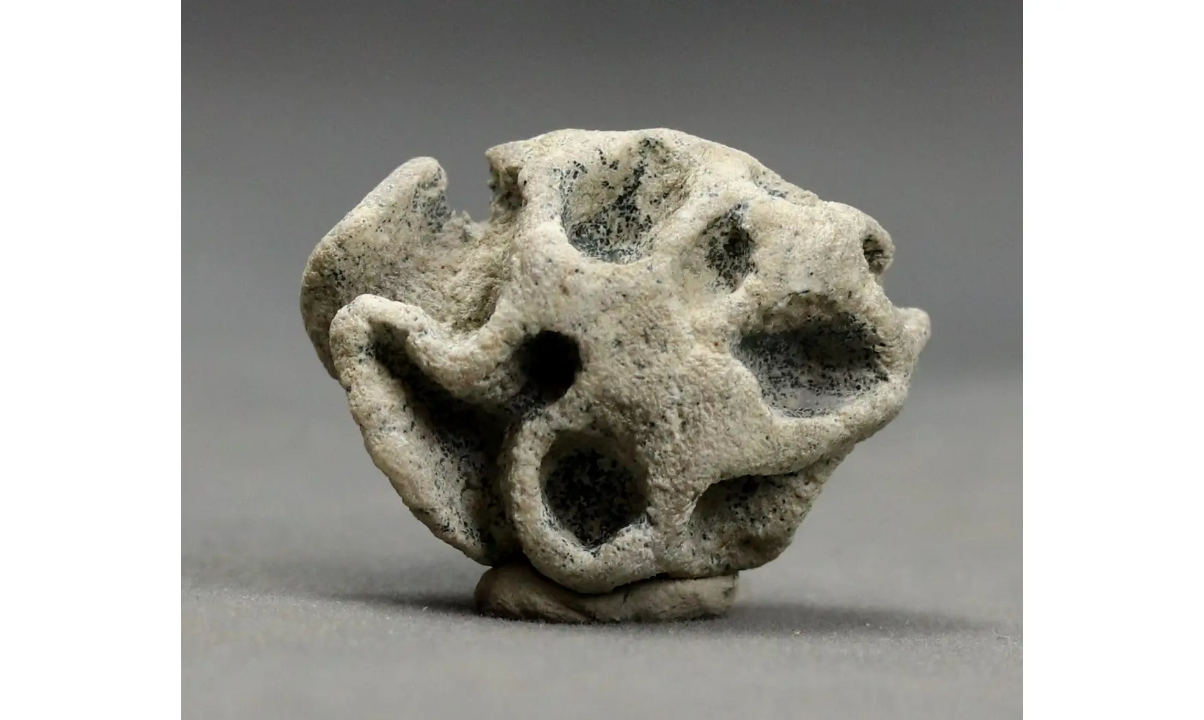 Plocoscyphia meandrina