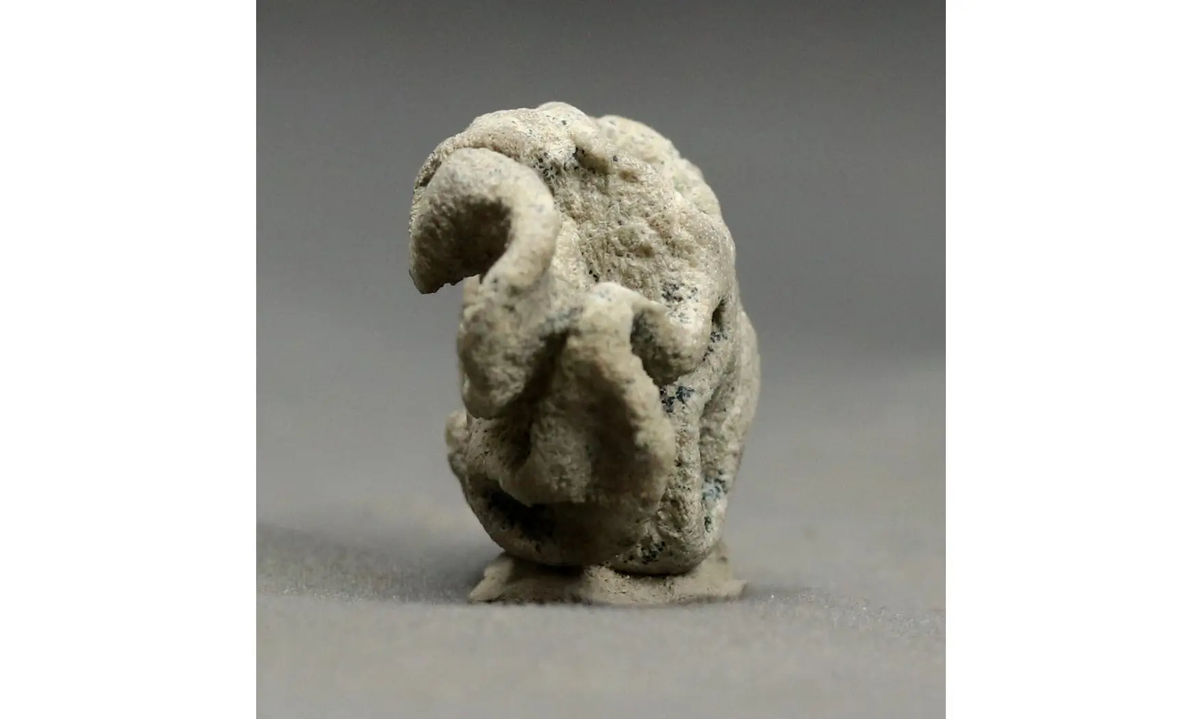 Plocoscyphia meandrina