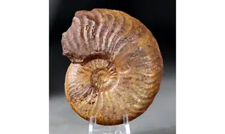 Pleydellia subcandida