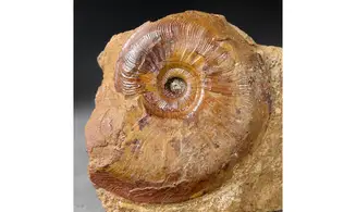 Pleydellia subcompta