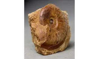 Pleydellia subcompta