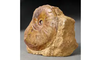Pleydellia subcompta