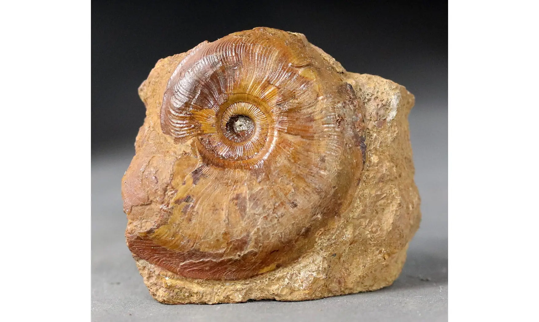 Pleydellia subcompta