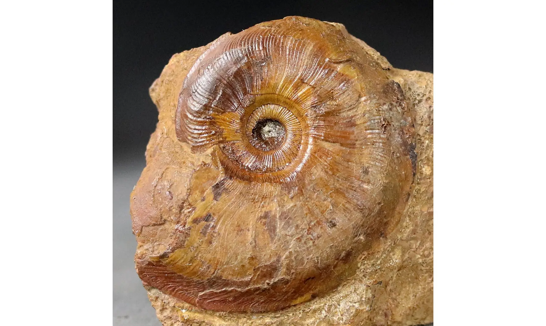 Pleydellia subcompta