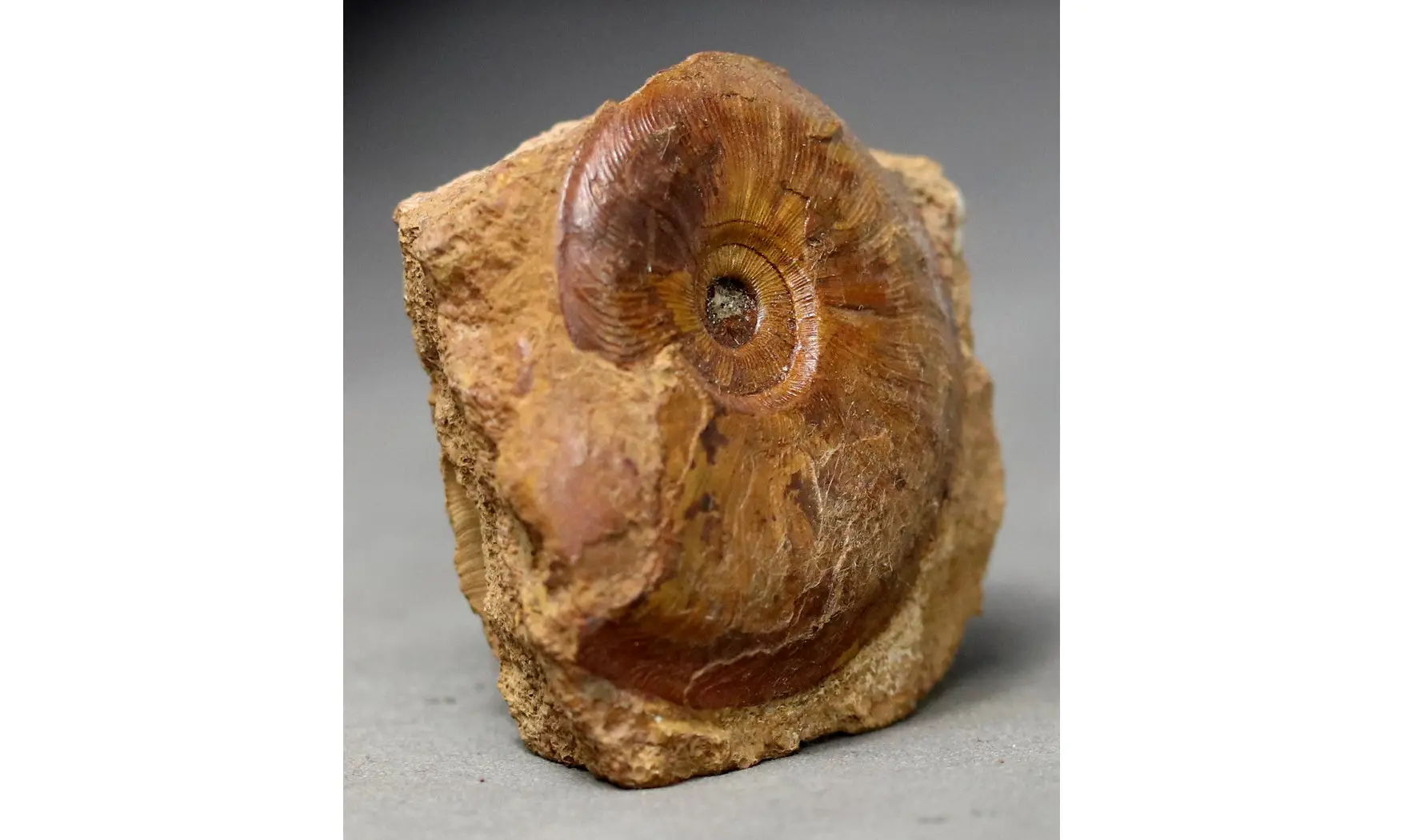 Pleydellia subcompta