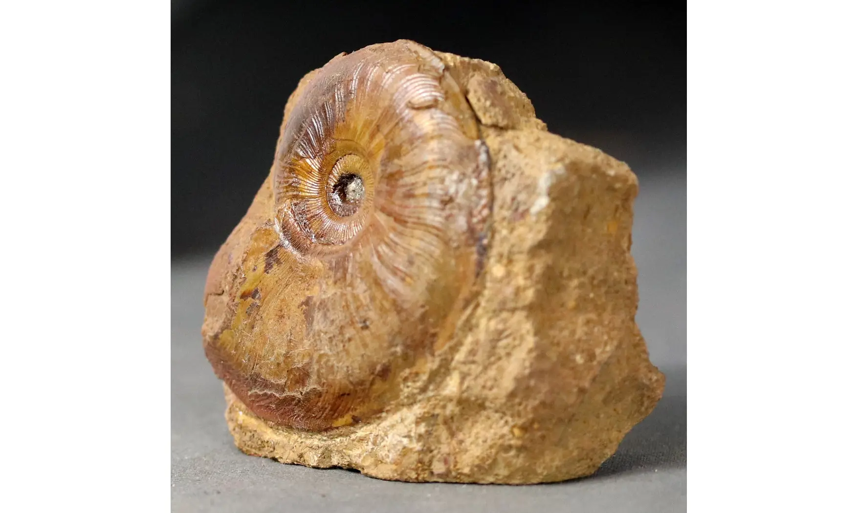 Pleydellia subcompta