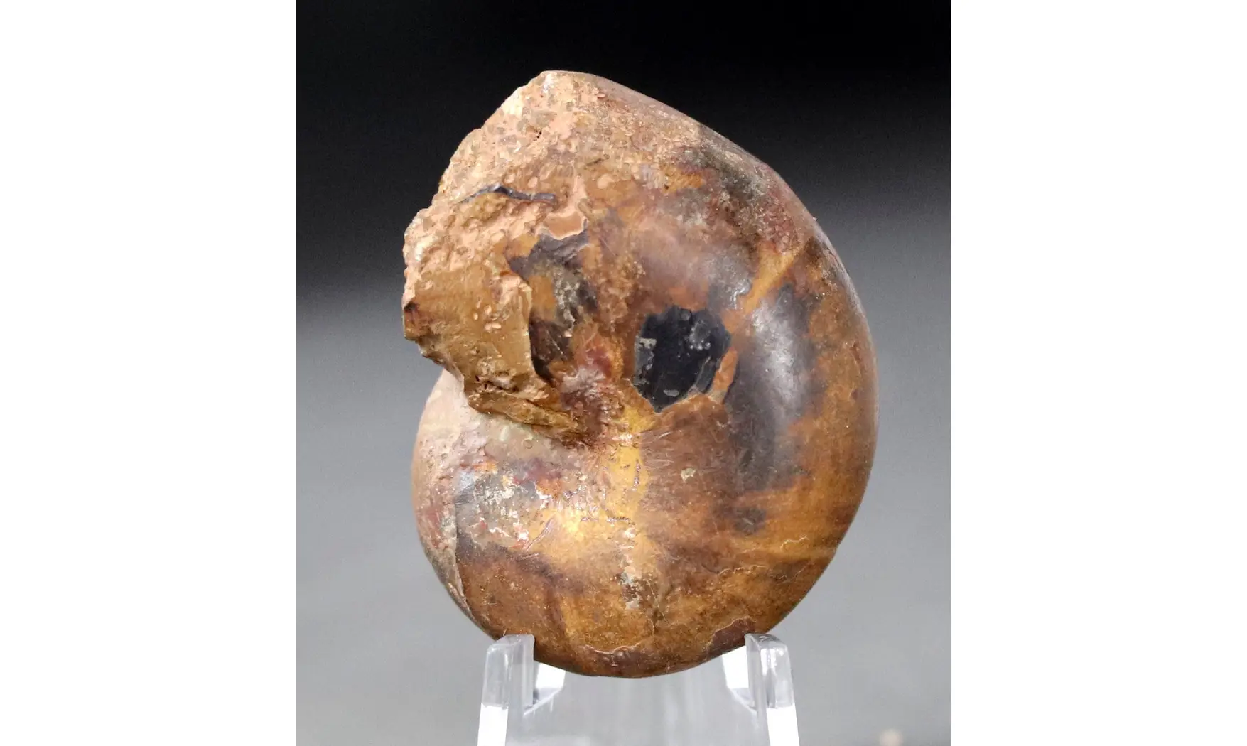Phylloceras baconicum