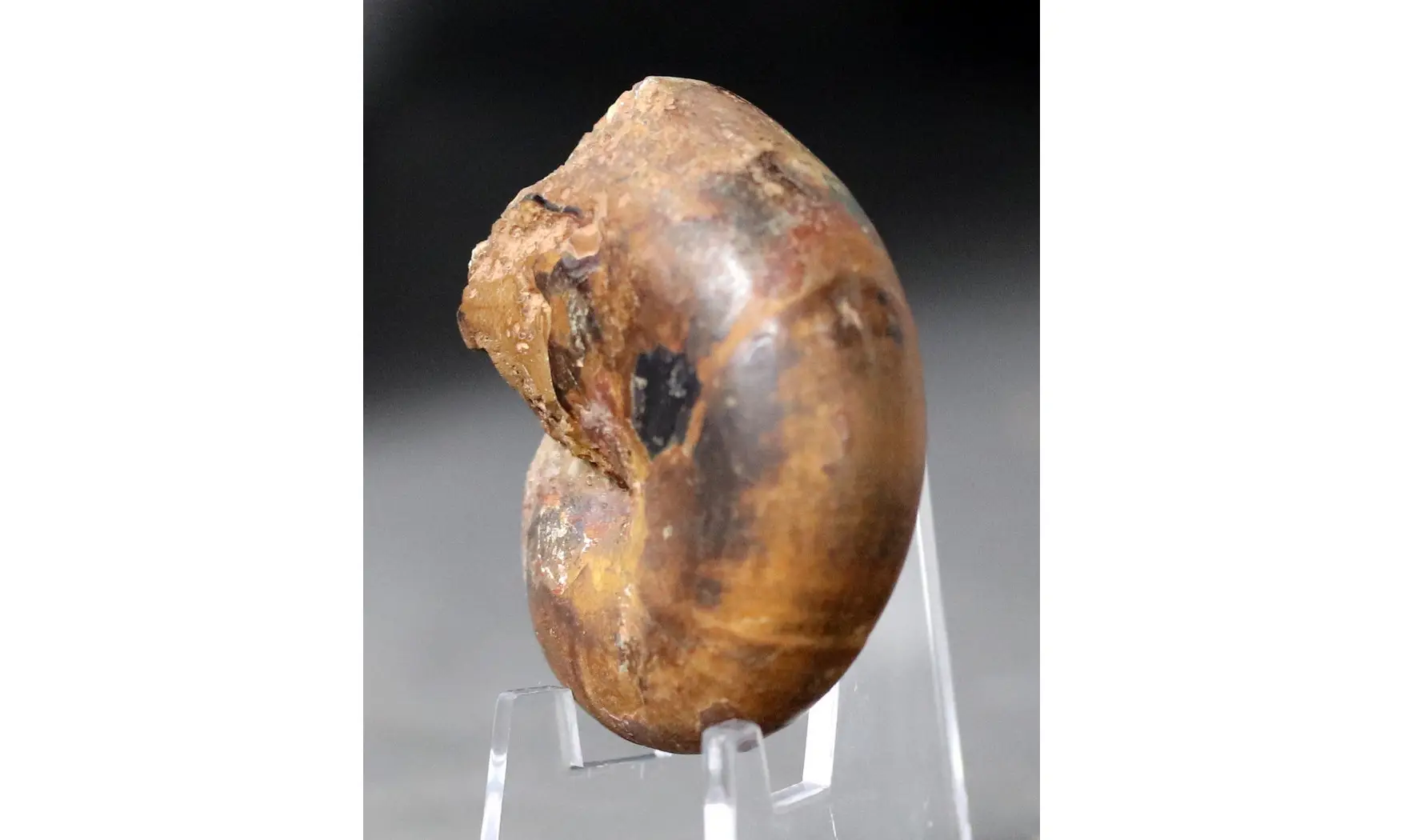 Phylloceras baconicum
