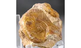 Pleydellia fuselieri
