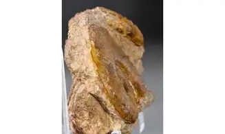 Pleydellia fuselieri