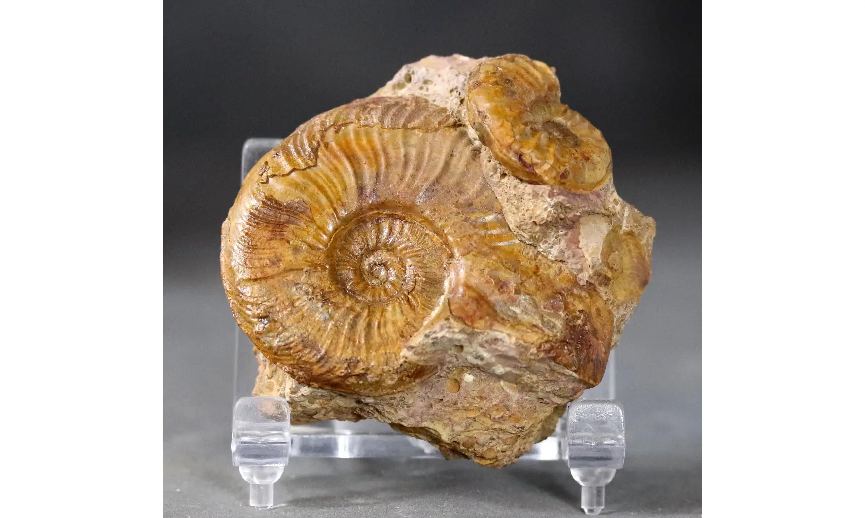 Pleydellia fuselieri