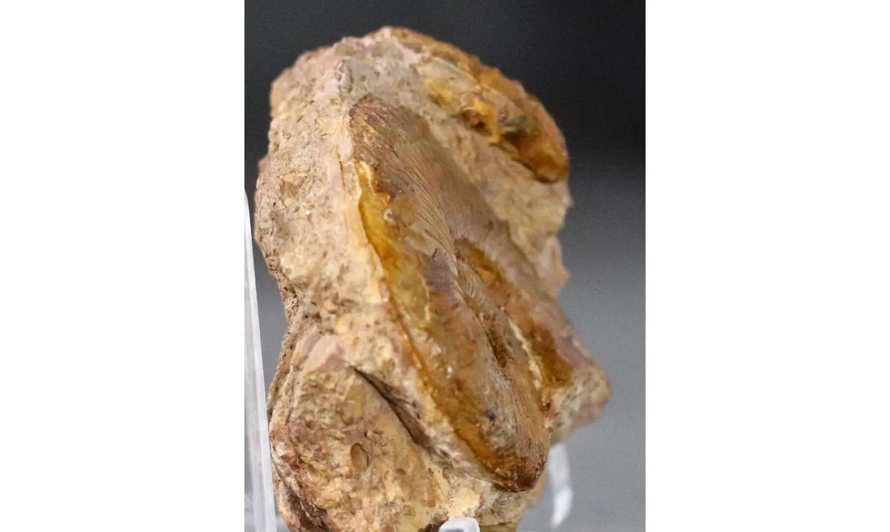 Pleydellia fuselieri