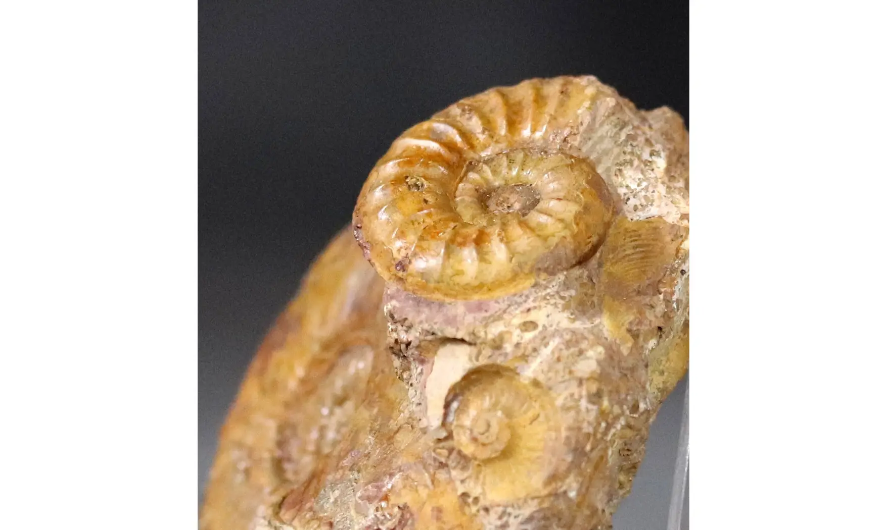 Pleydellia fuselieri