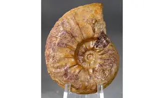 Pleydellia misera
