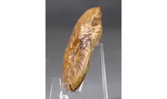 Pleydellia misera
