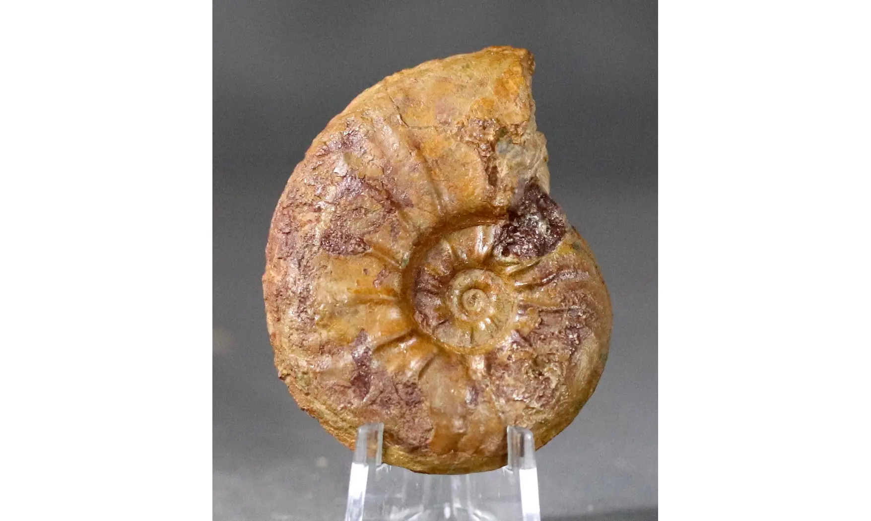 Pleydellia misera