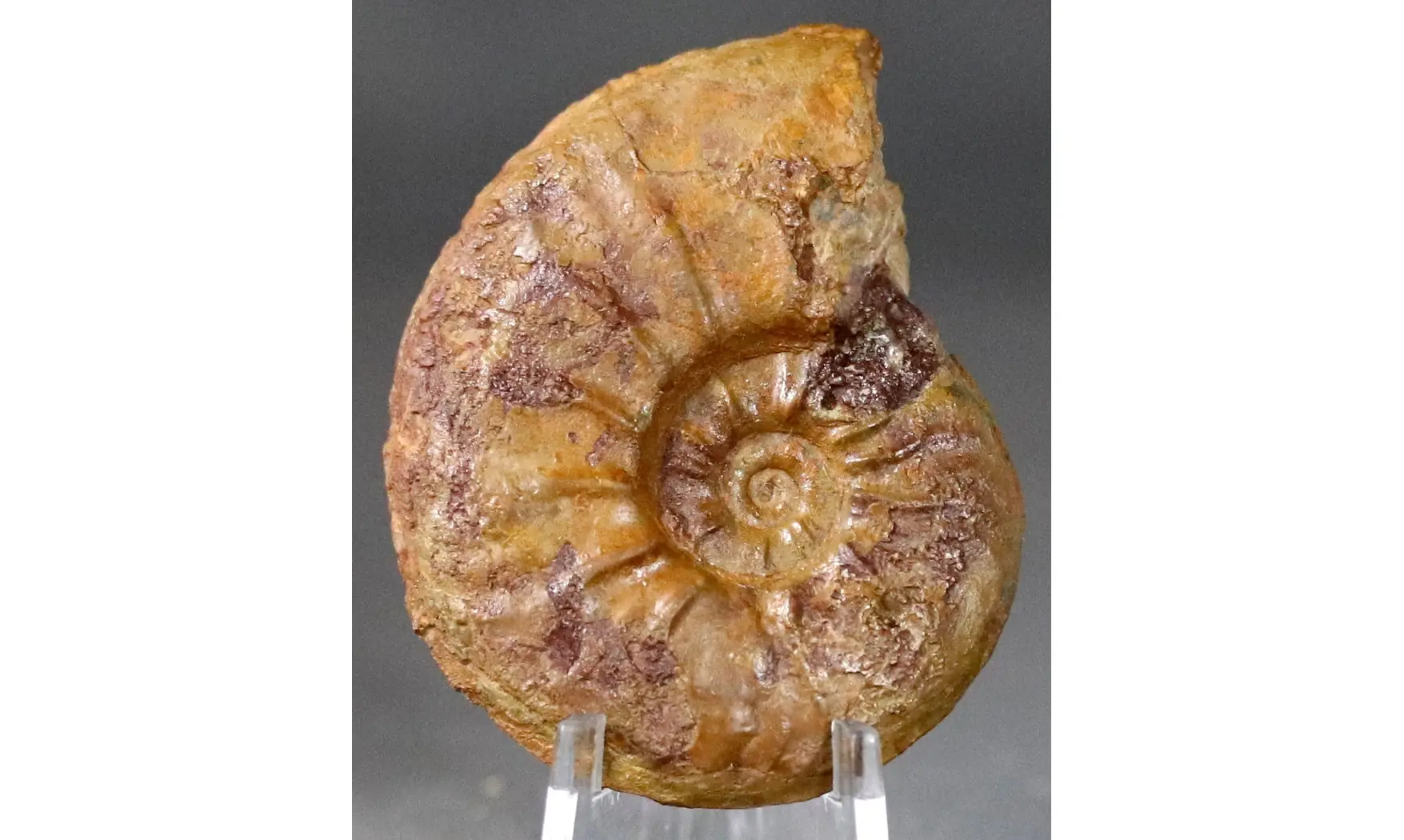 Pleydellia misera