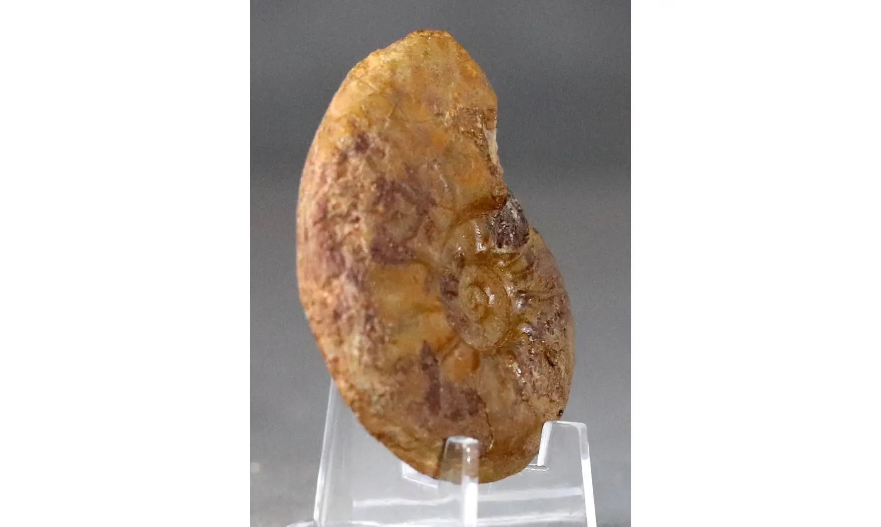 Pleydellia misera