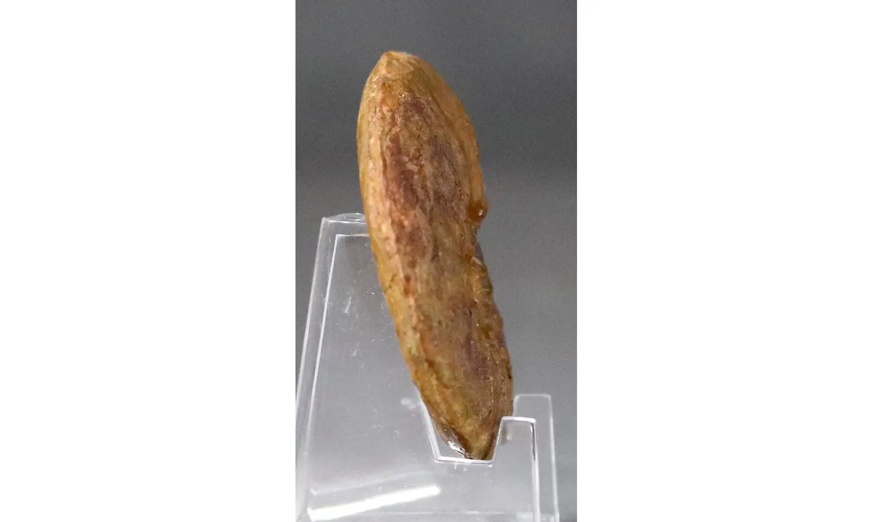 Pleydellia misera