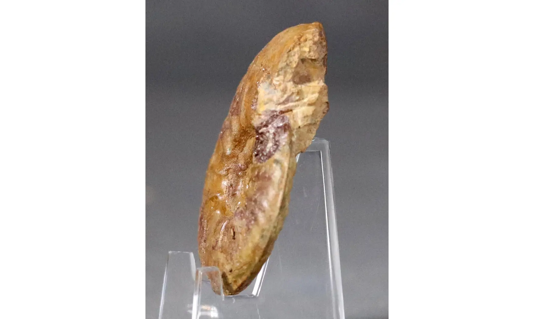 Pleydellia misera