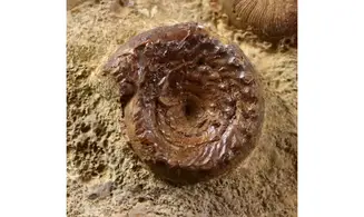 Discohelix sinistra