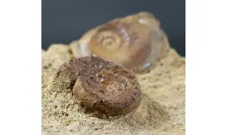 Discohelix sinistra