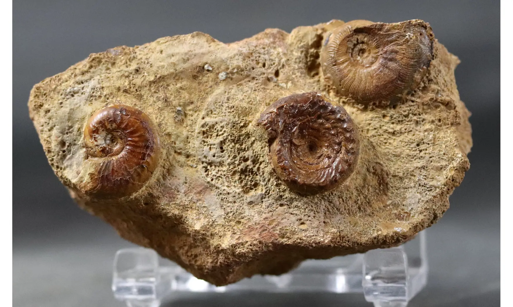 Discohelix sinistra