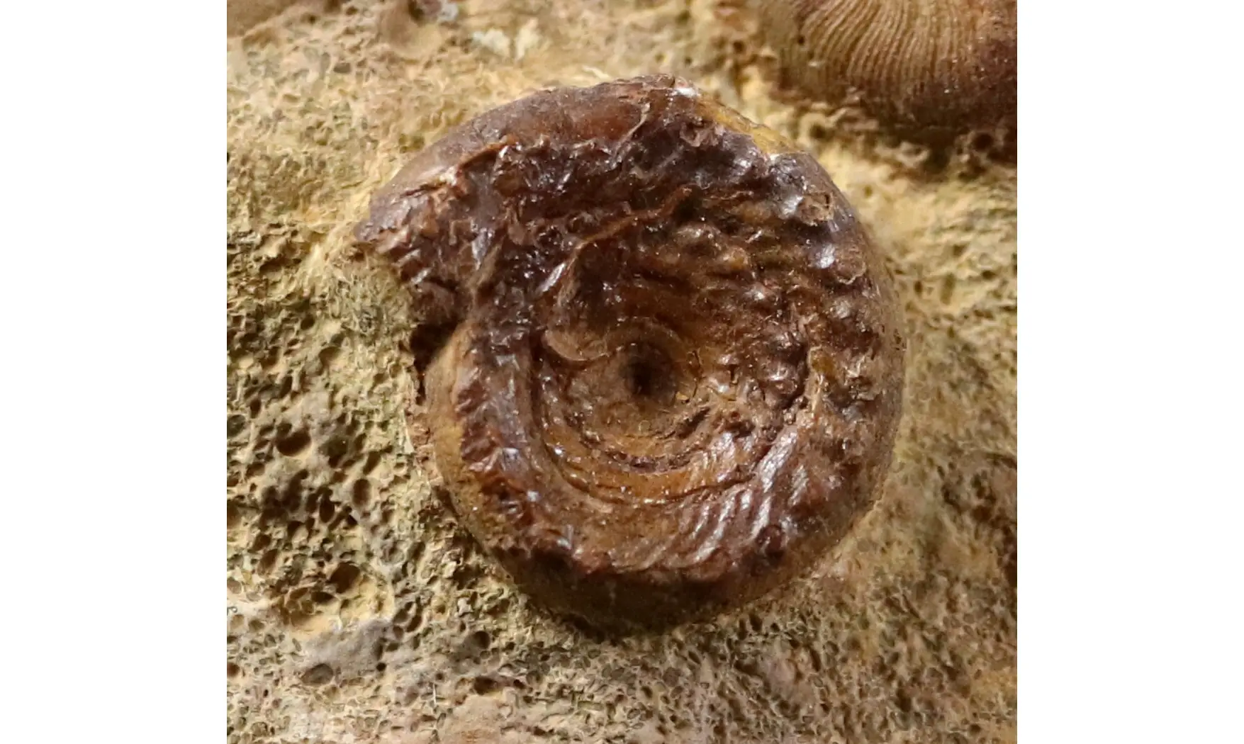 Discohelix sinistra
