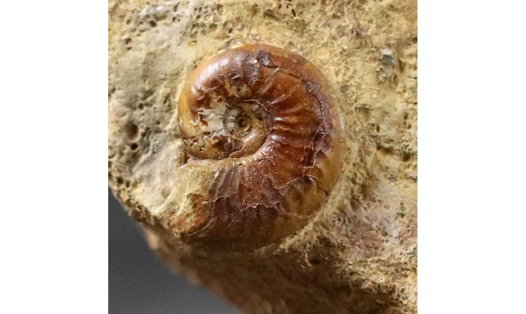 Discohelix sinistra