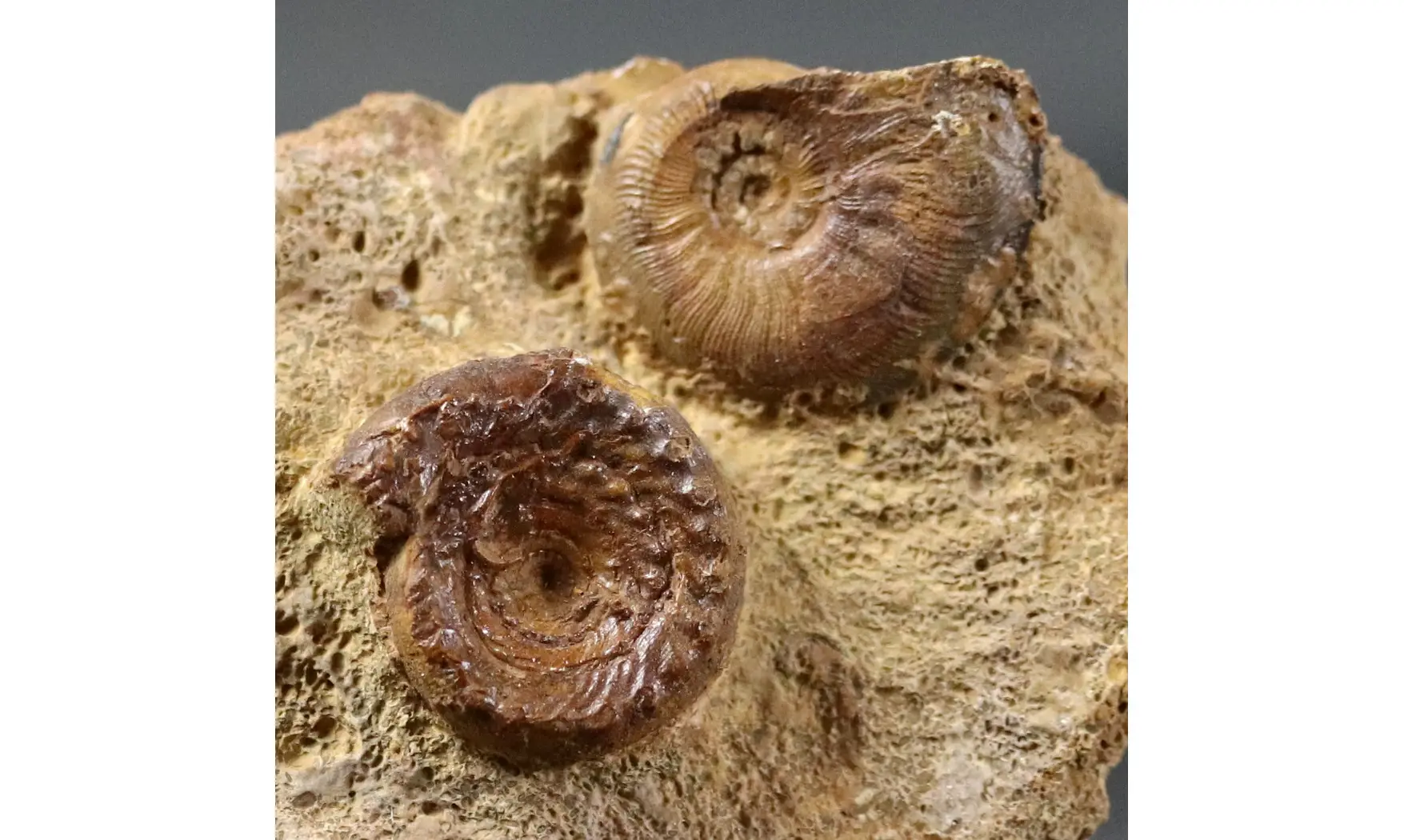 Discohelix sinistra