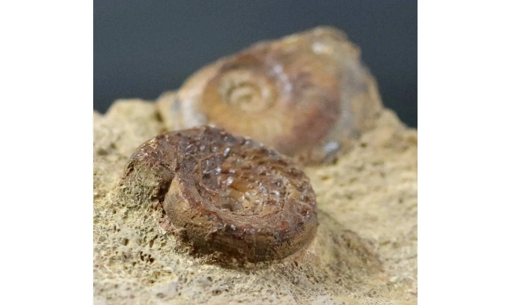 Discohelix sinistra