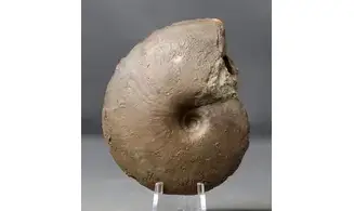 Darkaoceras meridionale