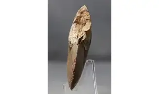 Darkaoceras meridionale