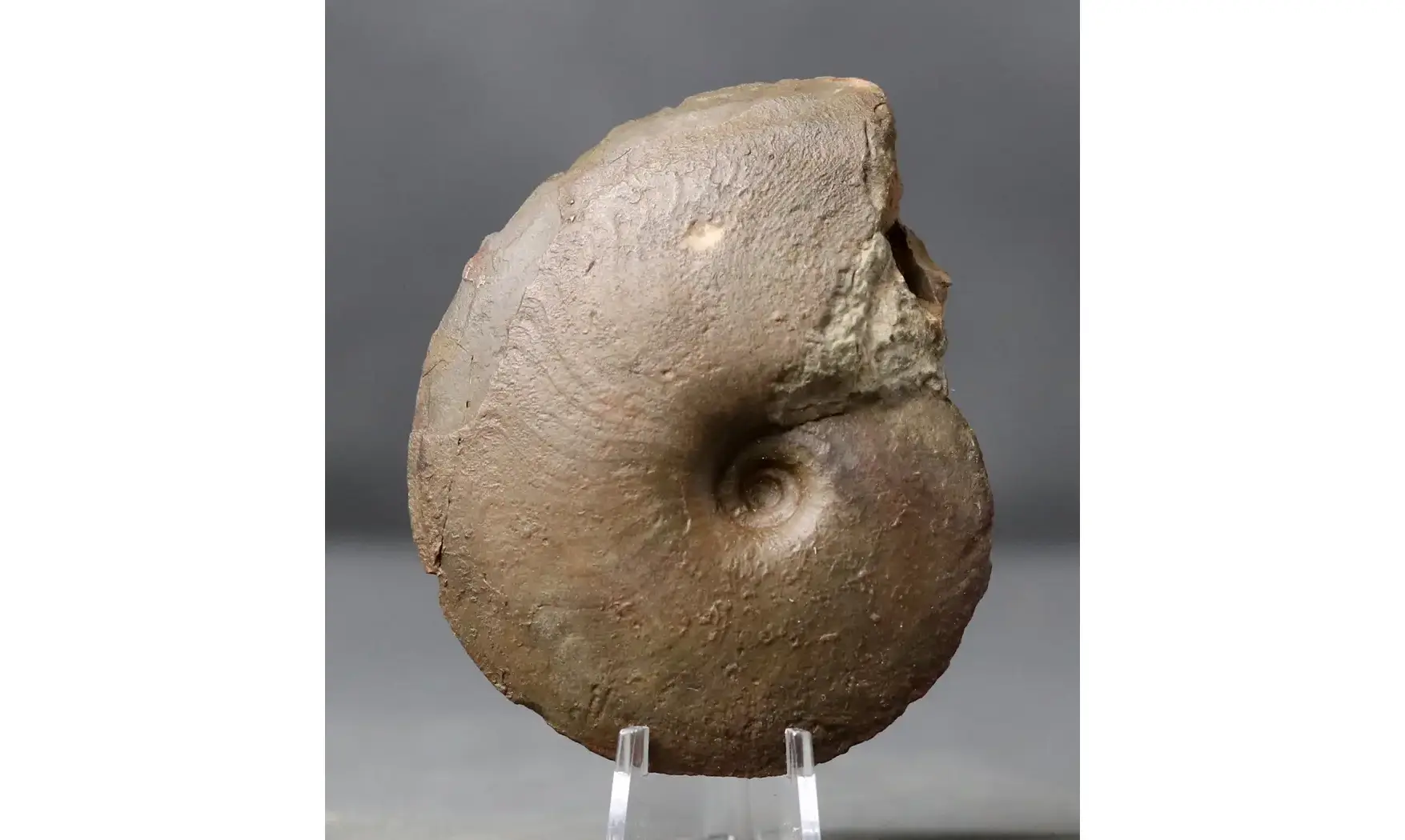 Darkaoceras meridionale
