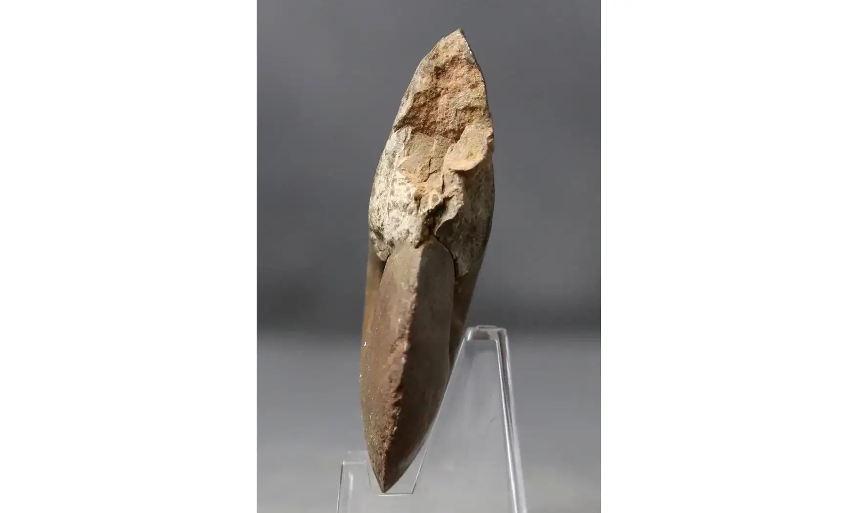 Darkaoceras meridionale
