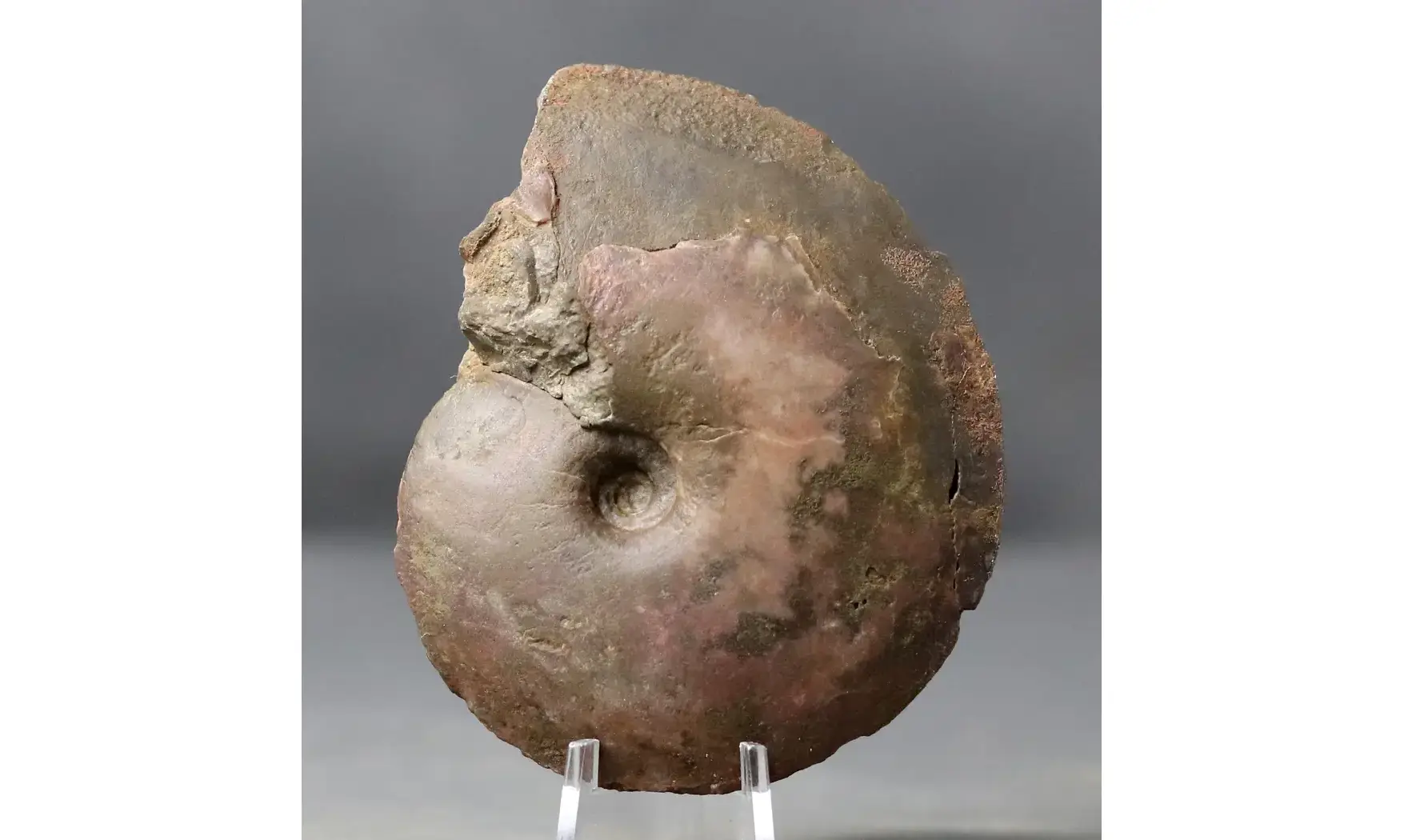 Darkaoceras meridionale