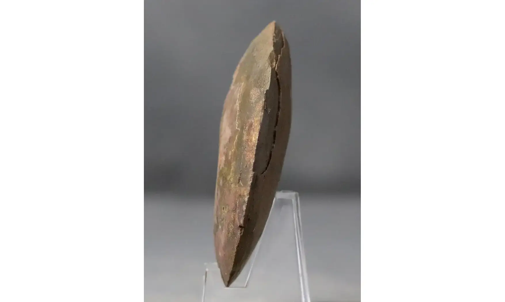 Darkaoceras meridionale