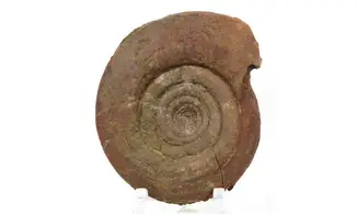 Lunupharciceras serpentinum
