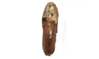 Lunupharciceras serpentinum