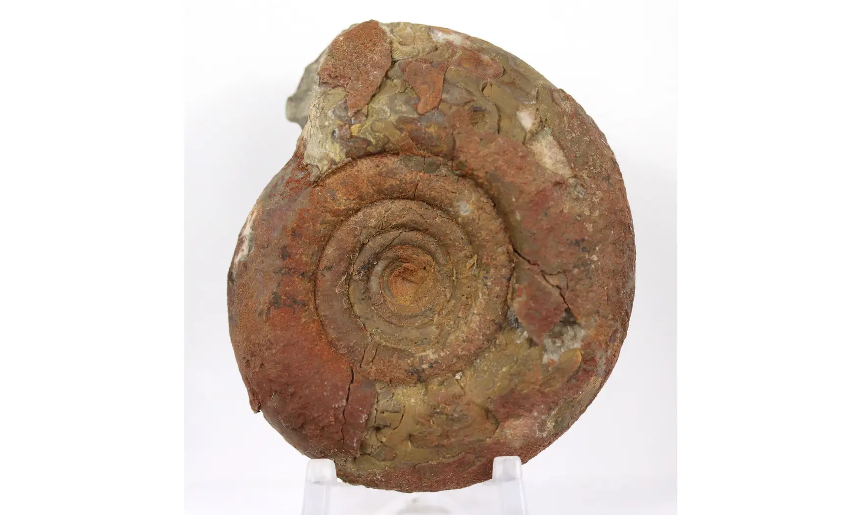 Lunupharciceras serpentinum