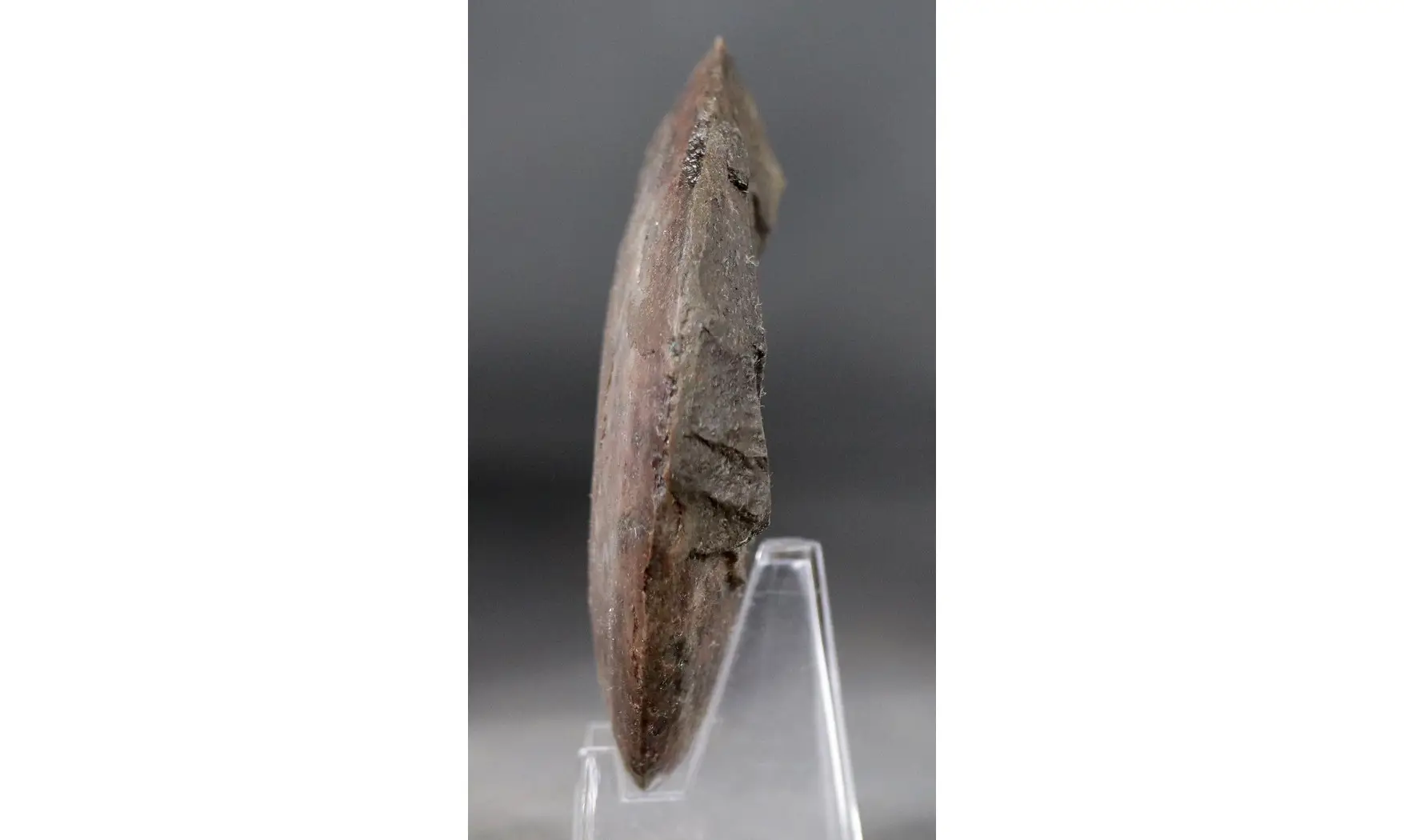 Petteroceras errans