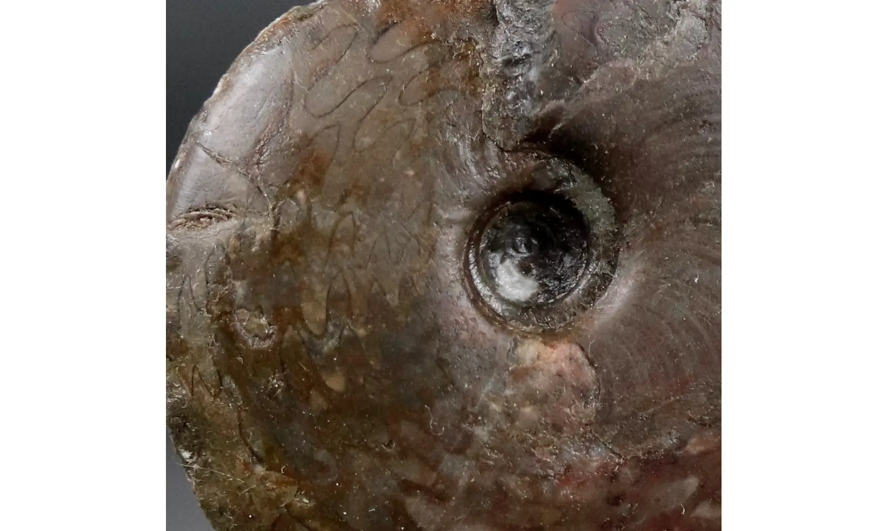 Petteroceras errans