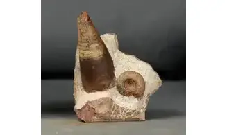 Lunupharciceras serpentinum+gomphoceras