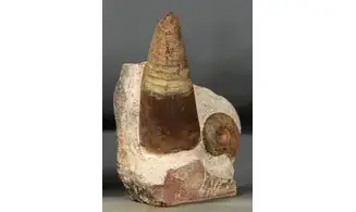 Lunupharciceras serpentinum+gomphoceras