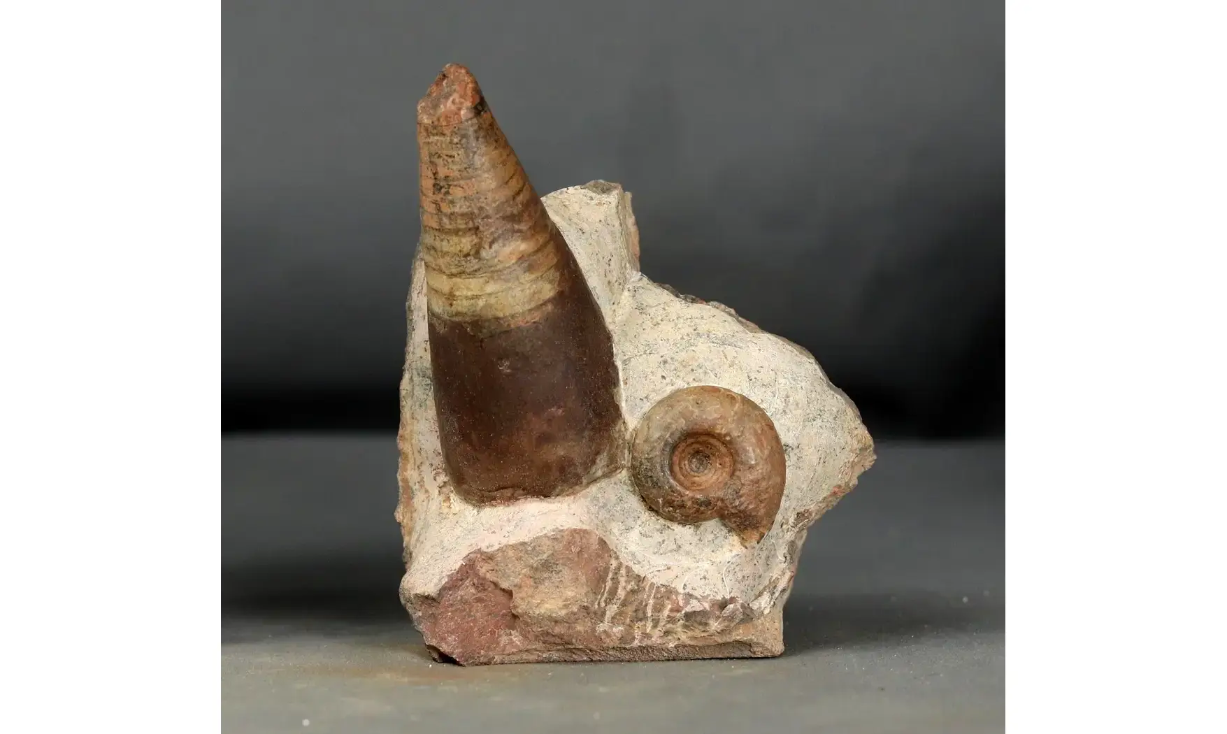 Lunupharciceras serpentinum+gomphoceras