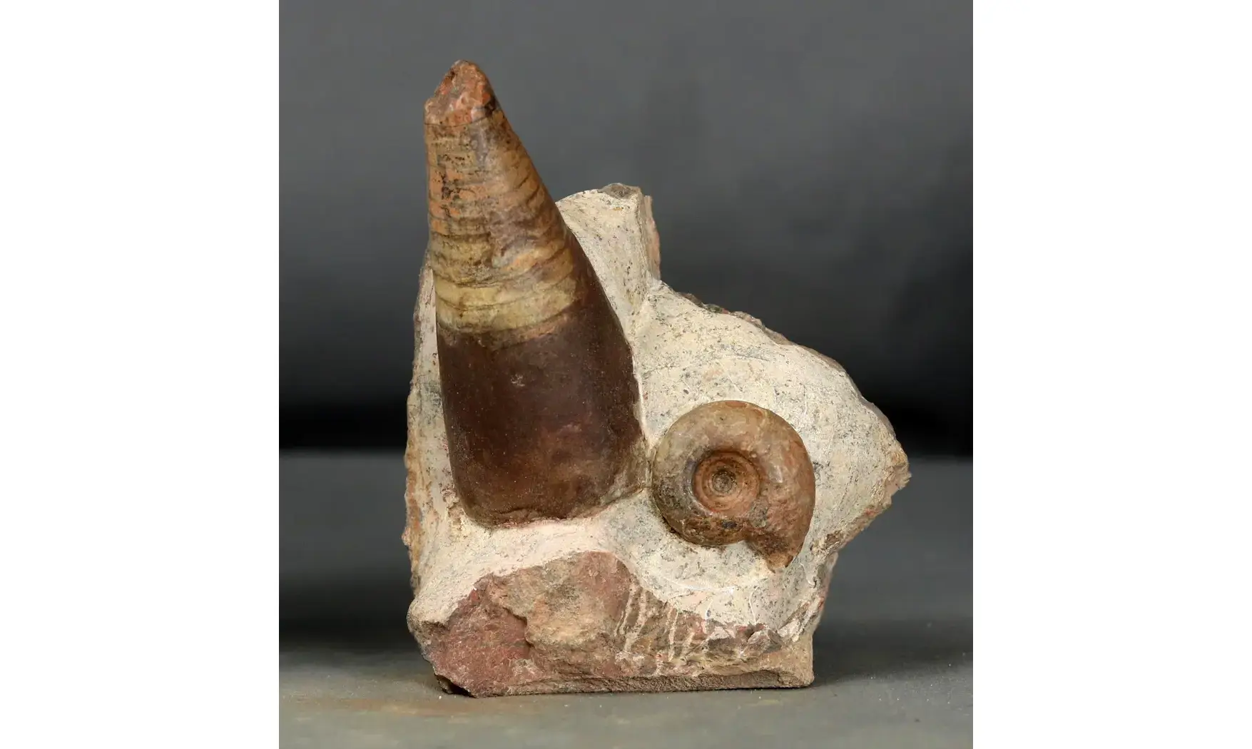 Lunupharciceras serpentinum+gomphoceras