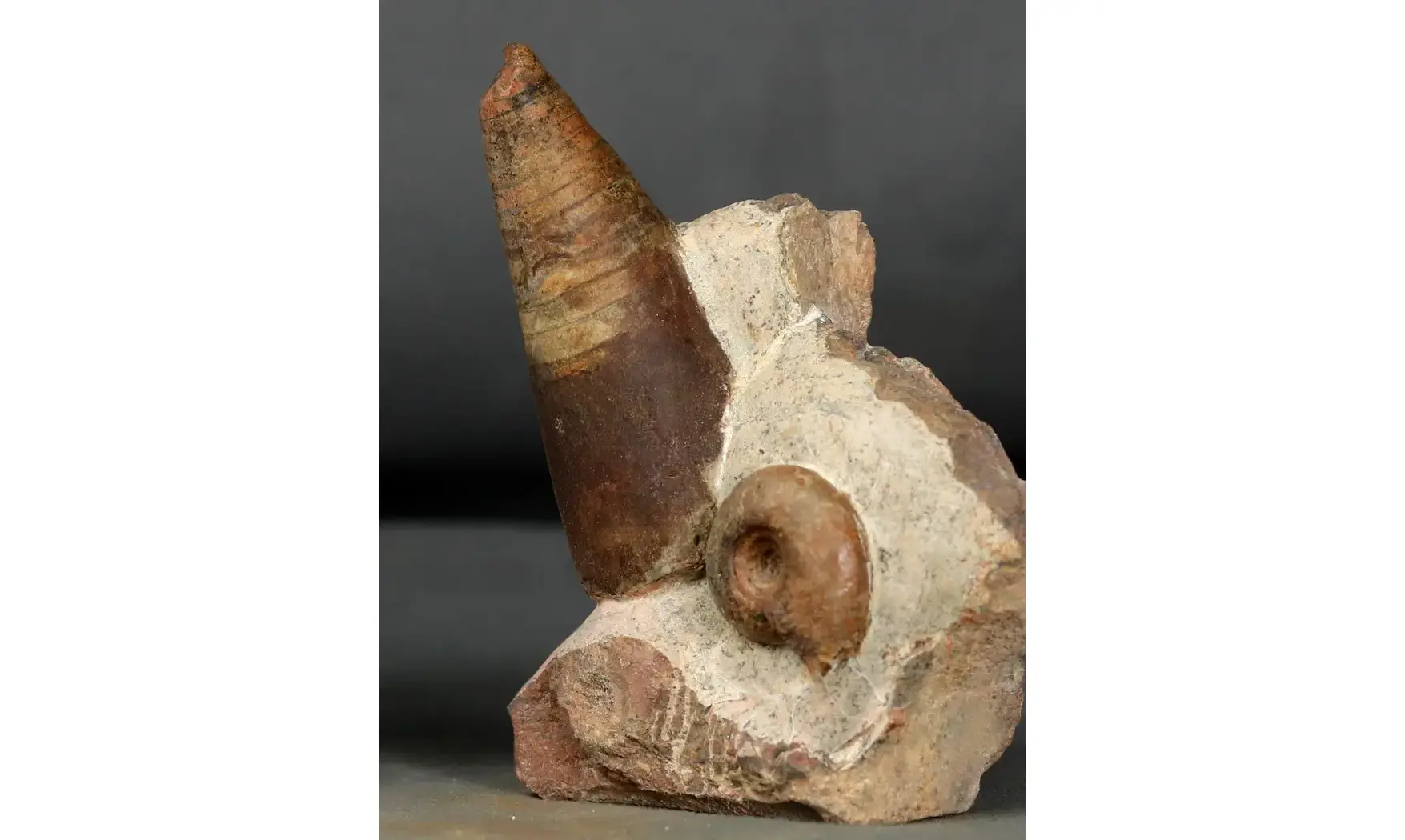 Lunupharciceras serpentinum+gomphoceras