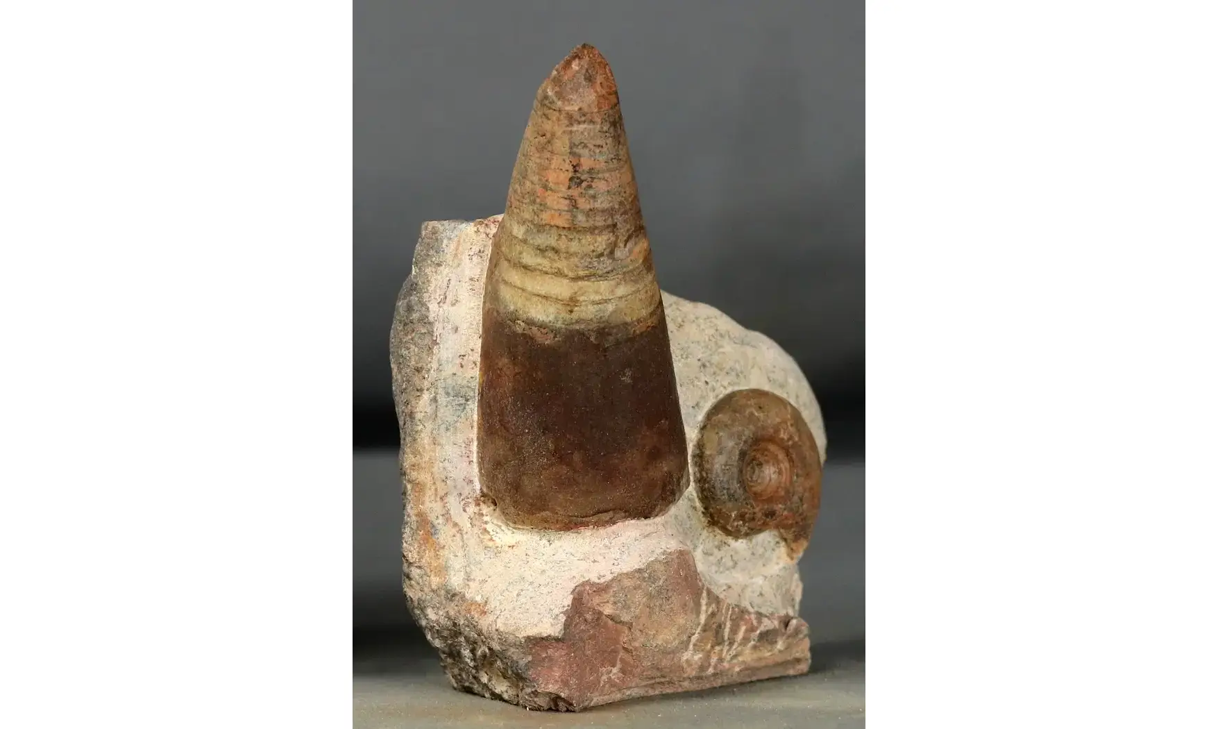 Lunupharciceras serpentinum+gomphoceras